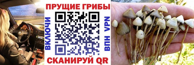 OMG ССЫЛКА  хочу наркоту  Щучье  Псилоцибиновые грибы GOLDEN TEACHER 